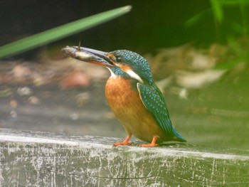 Common Kingfisher ギャザリアビオガーデン　フジクラ木場千年の森 Fri, 4/26/2024