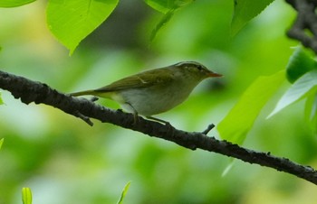 Eastern Crowned Warbler Osaka castle park Fri, 4/26/2024