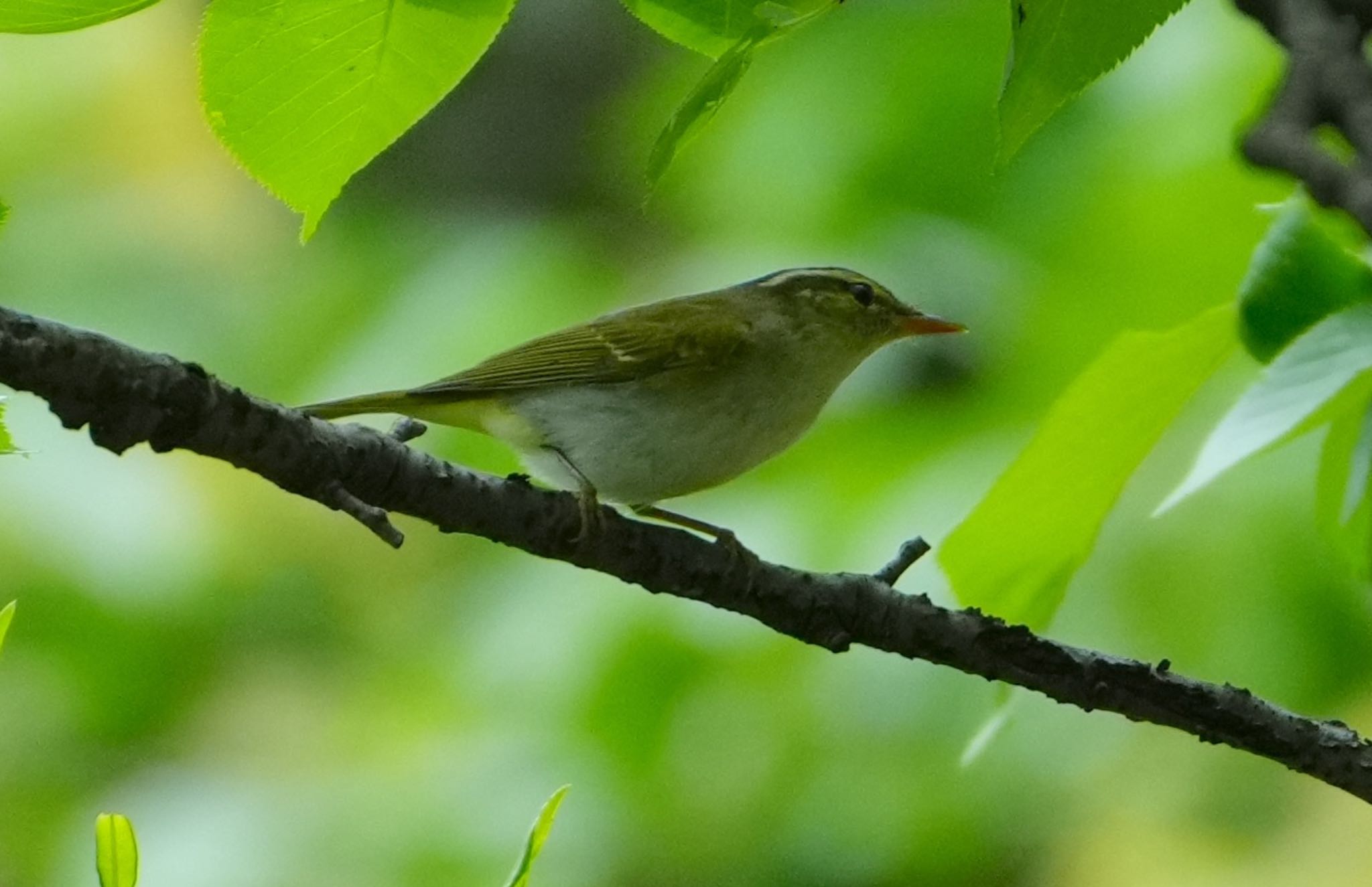 Eastern Crowned Warbler