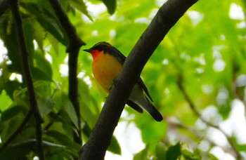 Narcissus Flycatcher Osaka castle park Fri, 4/26/2024