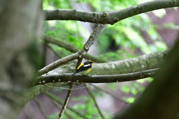 Narcissus Flycatcher Hayatogawa Forest Road Fri, 4/26/2024