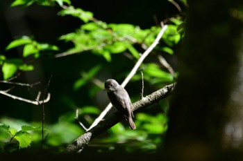 Asian Brown Flycatcher Hayatogawa Forest Road Fri, 4/26/2024