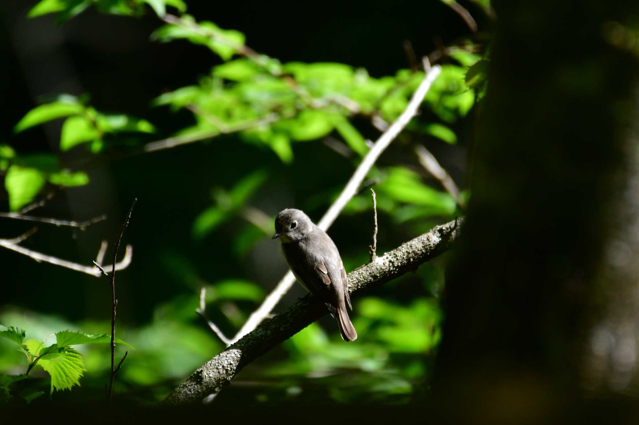 Photo of Asian Brown Flycatcher at Hayatogawa Forest Road by seigo0814