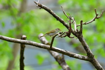 Eastern Crowned Warbler Hayatogawa Forest Road Fri, 4/26/2024