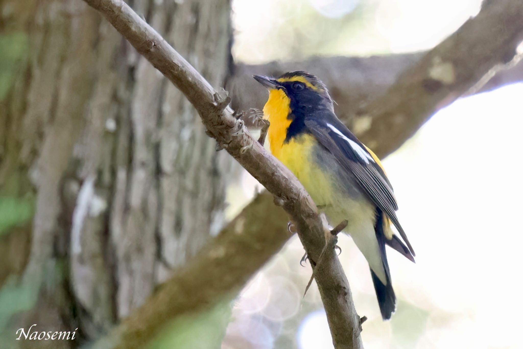 Photo of Narcissus Flycatcher at 日向渓谷 by Naosuke