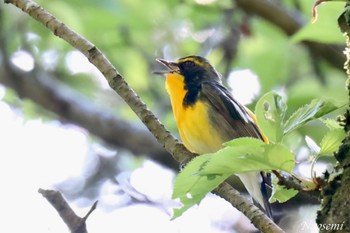 Narcissus Flycatcher 日向渓谷 Fri, 4/26/2024