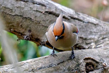 Japanese Waxwing Kitamoto Nature Observation Park Sat, 3/23/2024