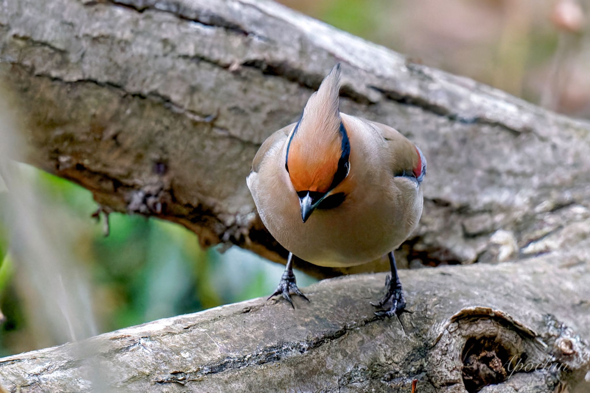 Photo of Japanese Waxwing at Kitamoto Nature Observation Park by アポちん