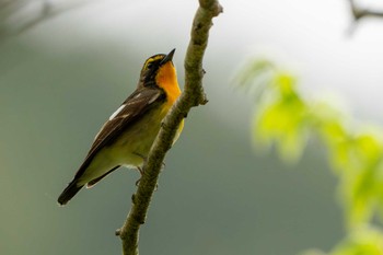 Narcissus Flycatcher 神奈川県 Sun, 4/21/2024