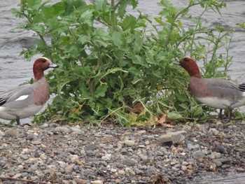 Eurasian Wigeon 鴨川 Tue, 4/2/2024