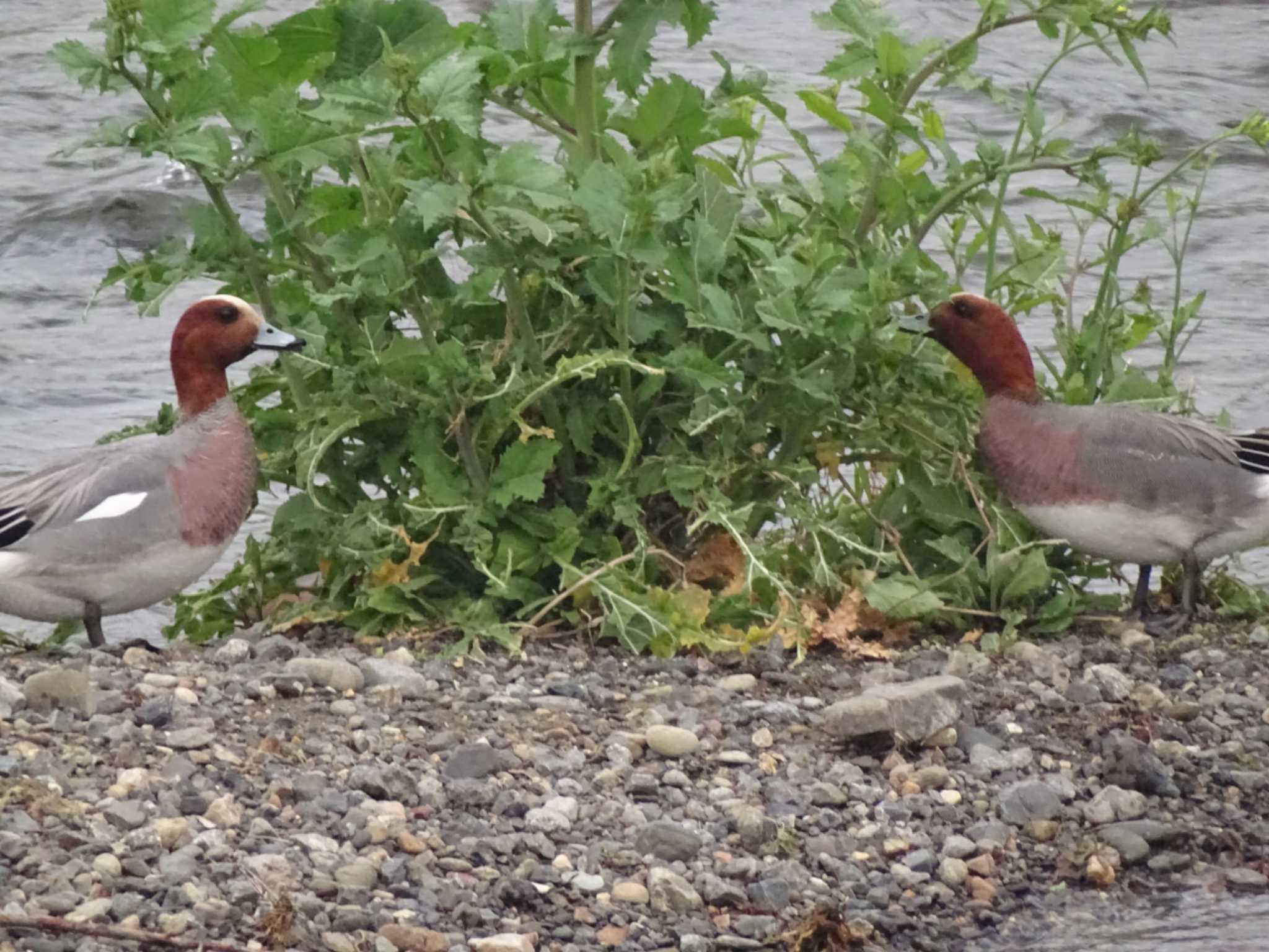 Photo of Eurasian Wigeon at 鴨川 by アカウント16296