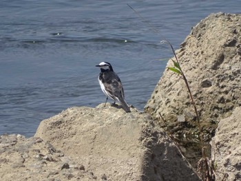 White Wagtail 桂川 Fri, 4/19/2024