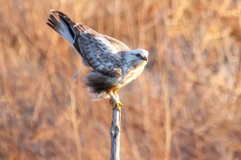 Rough-legged Buzzard 利根川 Sat, 3/2/2024