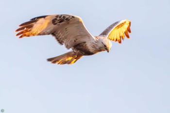 Rough-legged Buzzard 利根川 Sat, 3/2/2024