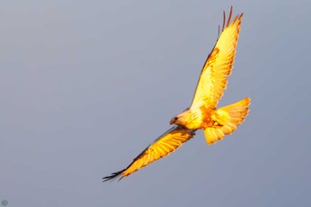 Rough-legged Buzzard 利根川 Sat, 3/2/2024