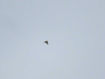 Eurasian Skylark Musashino-no-mori Park Sun, 4/21/2024