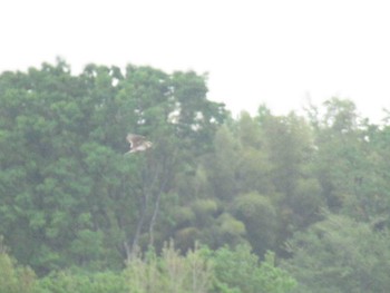 ヒバリ 武蔵野の森公園 2024年4月21日(日)