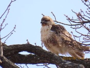 Eastern Buzzard Watarase Yusuichi (Wetland) Fri, 1/6/2023