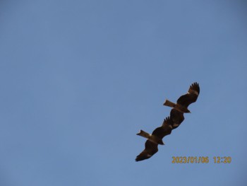 Black Kite Watarase Yusuichi (Wetland) Fri, 1/6/2023