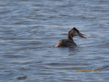 Great Crested Grebe Watarase Yusuichi (Wetland) Fri, 1/6/2023