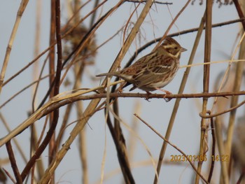 Rustic Bunting Watarase Yusuichi (Wetland) Fri, 1/6/2023