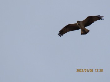 Osprey Watarase Yusuichi (Wetland) Fri, 1/6/2023