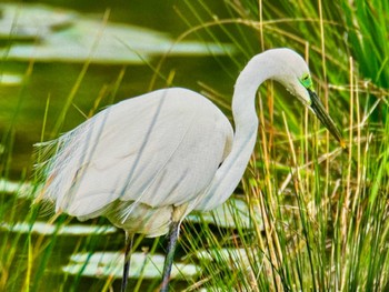 Great Egret Mizumoto Park Fri, 4/26/2024