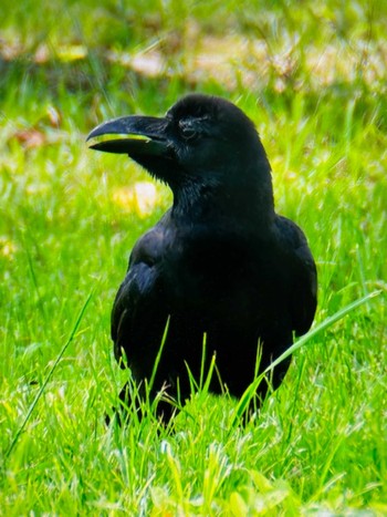 Large-billed Crow Mizumoto Park Fri, 4/26/2024