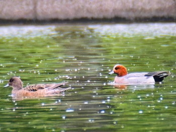 ヒドリガモ 水元公園 2024年4月26日(金)