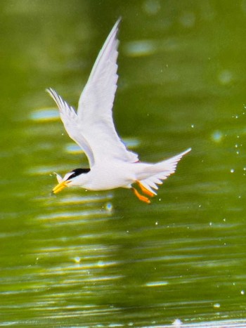 Fri, 4/26/2024 Birding report at Mizumoto Park
