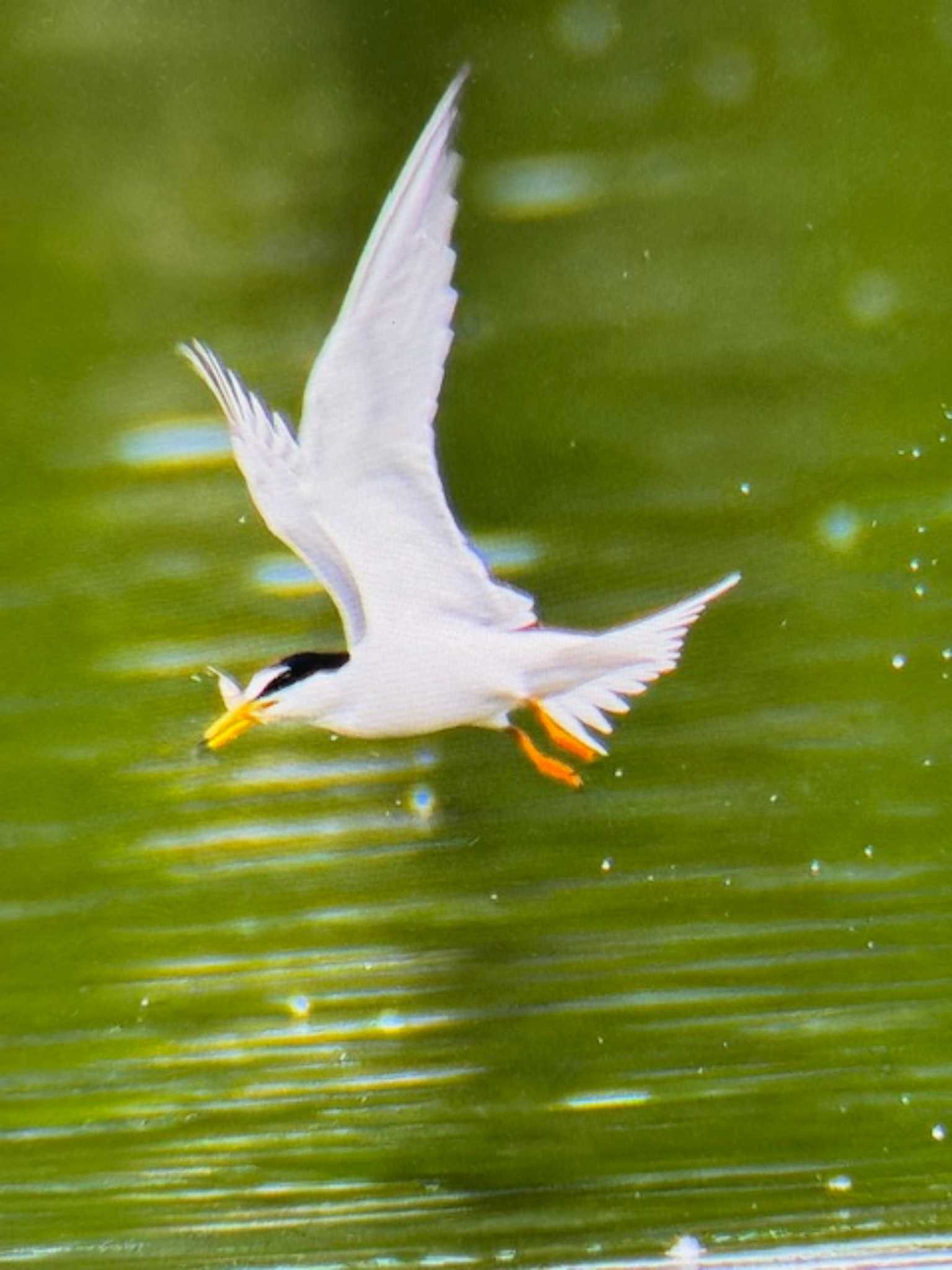 水元公園 コアジサシの写真 by ゆるゆるとりみんgoo