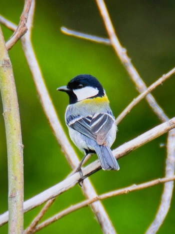 Japanese Tit Mizumoto Park Fri, 4/26/2024