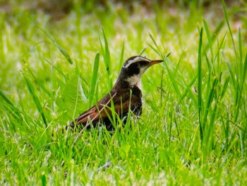 Dusky Thrush Mizumoto Park Fri, 4/26/2024