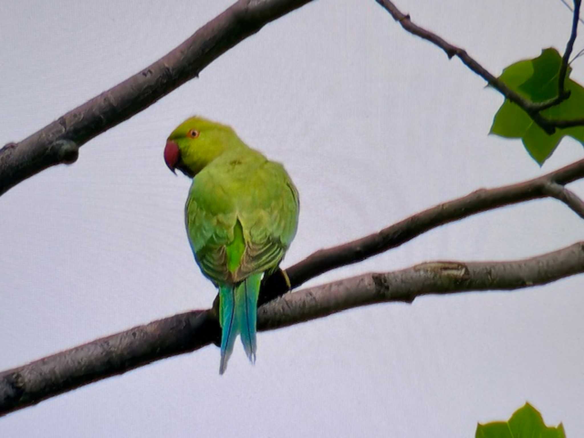 Photo of Indian Rose-necked Parakeet at Mizumoto Park by ゆるゆるとりみんgoo