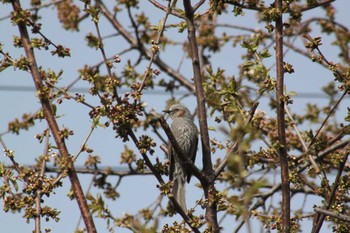 Brown-eared Bulbul 安春川 Fri, 4/26/2024