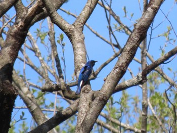 Blue-and-white Flycatcher 荒沢湿原 Sun, 4/21/2024