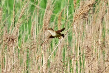 Oriental Reed Warbler 愛媛県 Thu, 4/25/2024