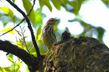 Olive-backed Pipit 武蔵嵐山蝶の里公園 Thu, 4/25/2024