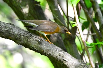 Brown-headed Thrush 武蔵嵐山蝶の里公園 Thu, 4/25/2024