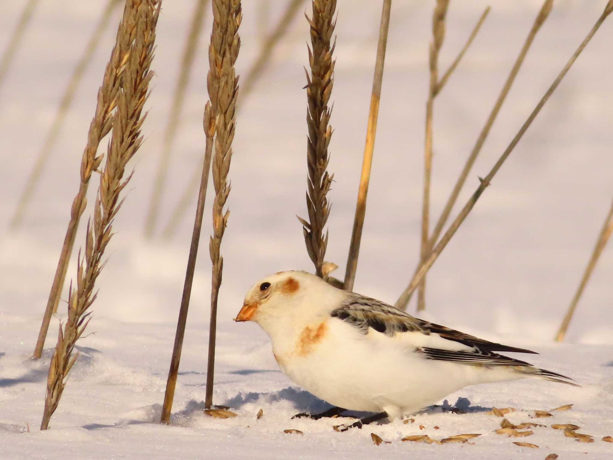 Snow Bunting