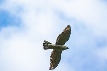 Eurasian Goshawk 山口県光市 Wed, 4/24/2024