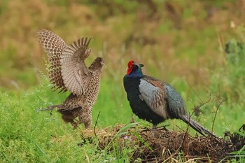 Green Pheasant 愛知県 Wed, 4/24/2024