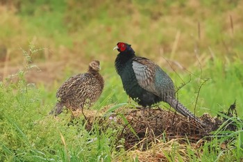 Green Pheasant 愛知県 Wed, 4/24/2024