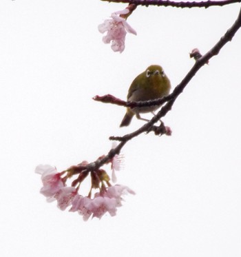 Warbling White-eye Makomanai Park Fri, 4/26/2024