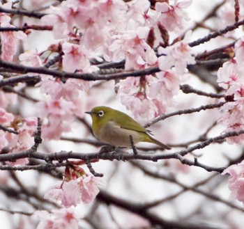 Warbling White-eye Makomanai Park Fri, 4/26/2024