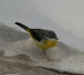 Grey Wagtail 有馬温泉 Sun, 12/30/2018