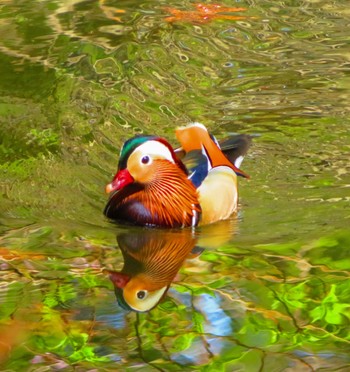 Mandarin Duck Maruyama Park Fri, 4/26/2024