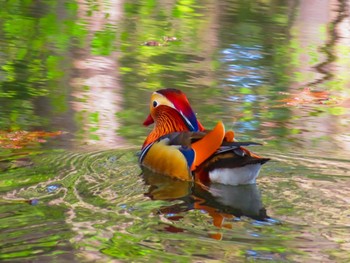 Mandarin Duck Maruyama Park Fri, 4/26/2024