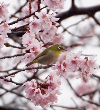 Warbling White-eye Makomanai Park Fri, 4/26/2024