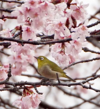 Warbling White-eye Makomanai Park Fri, 4/26/2024